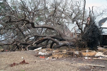 LARGE OAK TREE UPROOTED BY KATRINA
